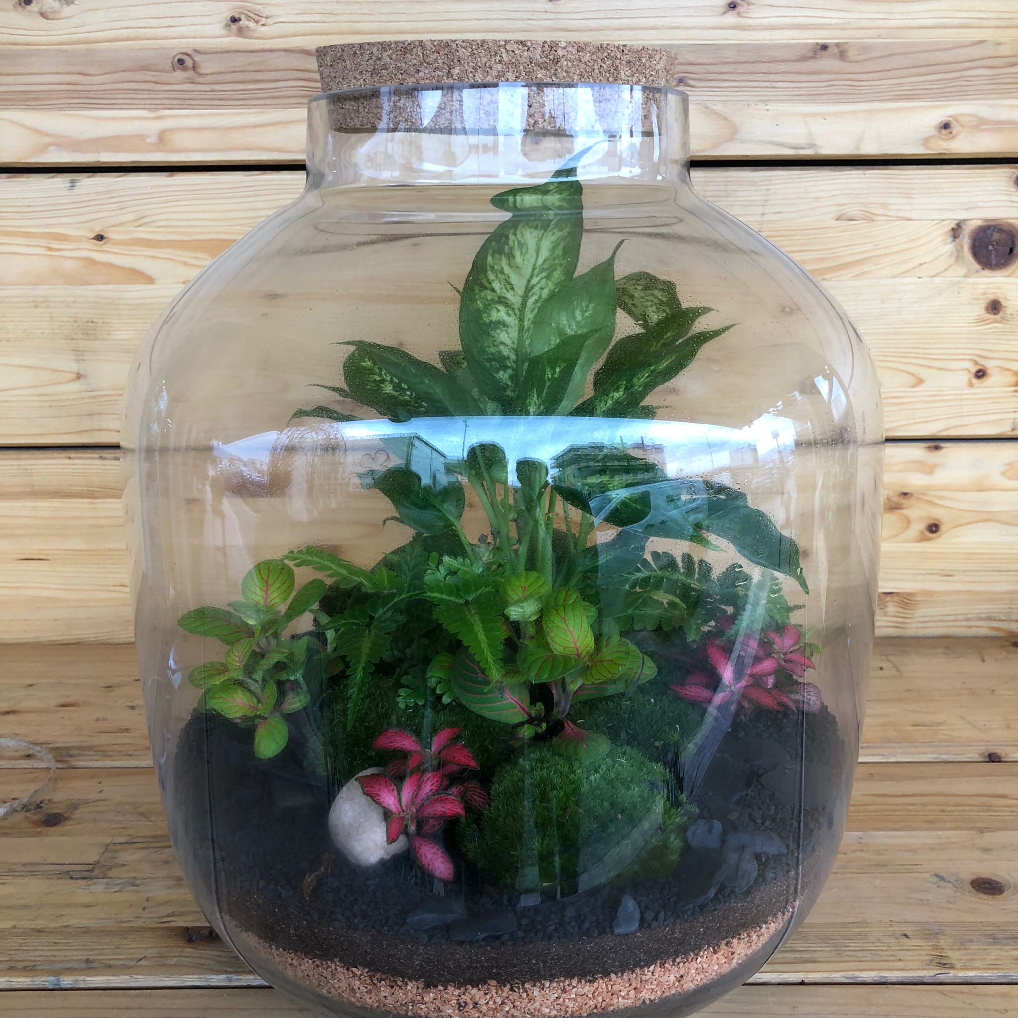 Terrarium