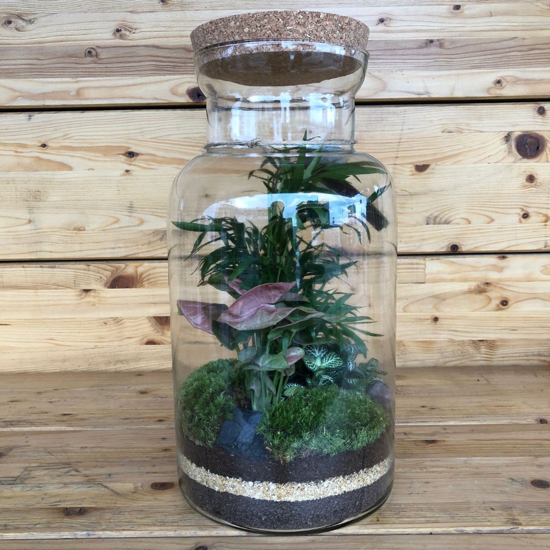 Terrarium2