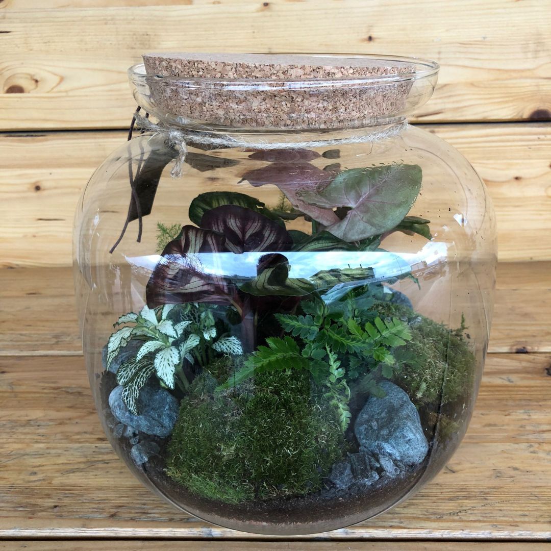 Terrarium3
