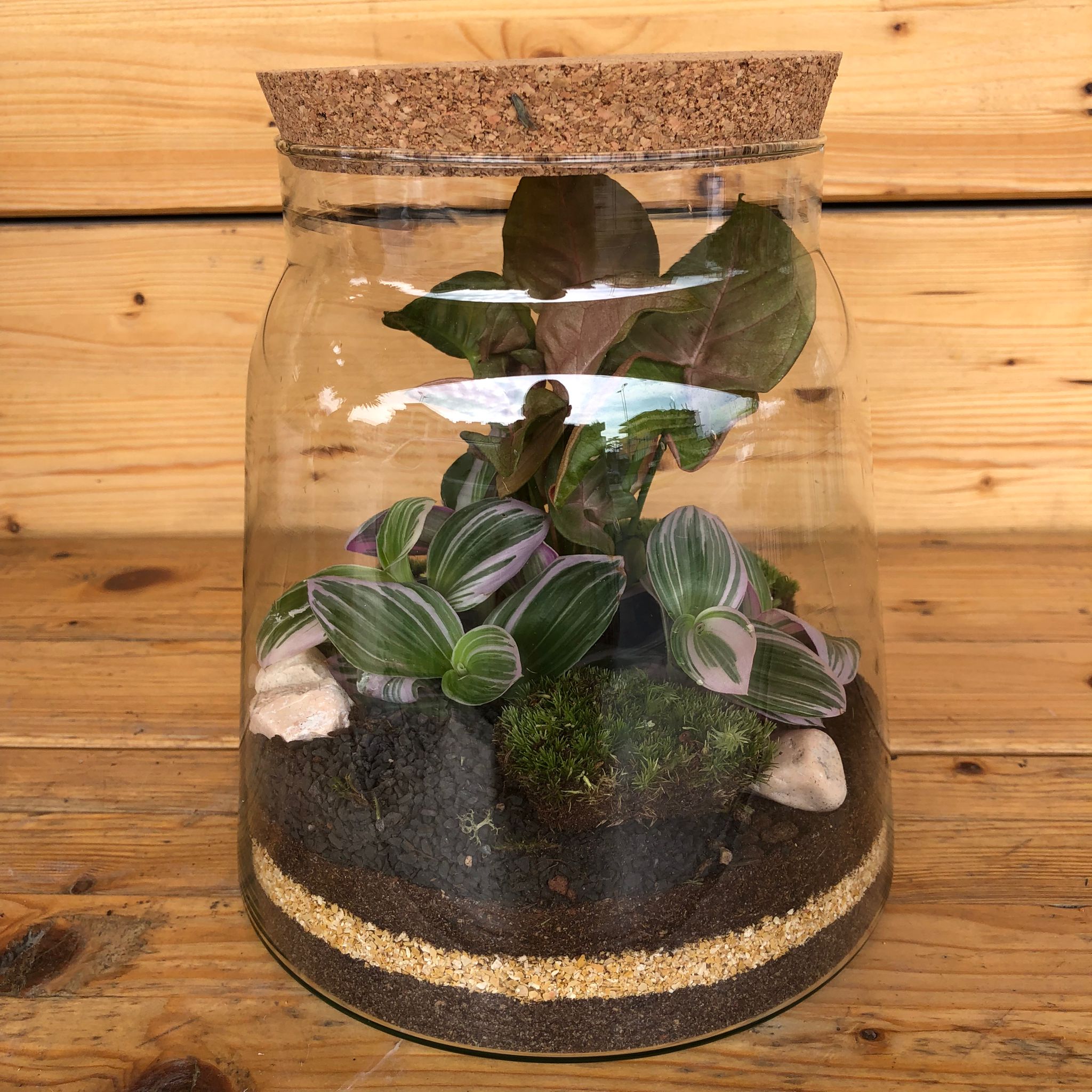 TerrariumNoemy1_7ab598dd-0b15-495b-bbab-f23f7ae8bf81