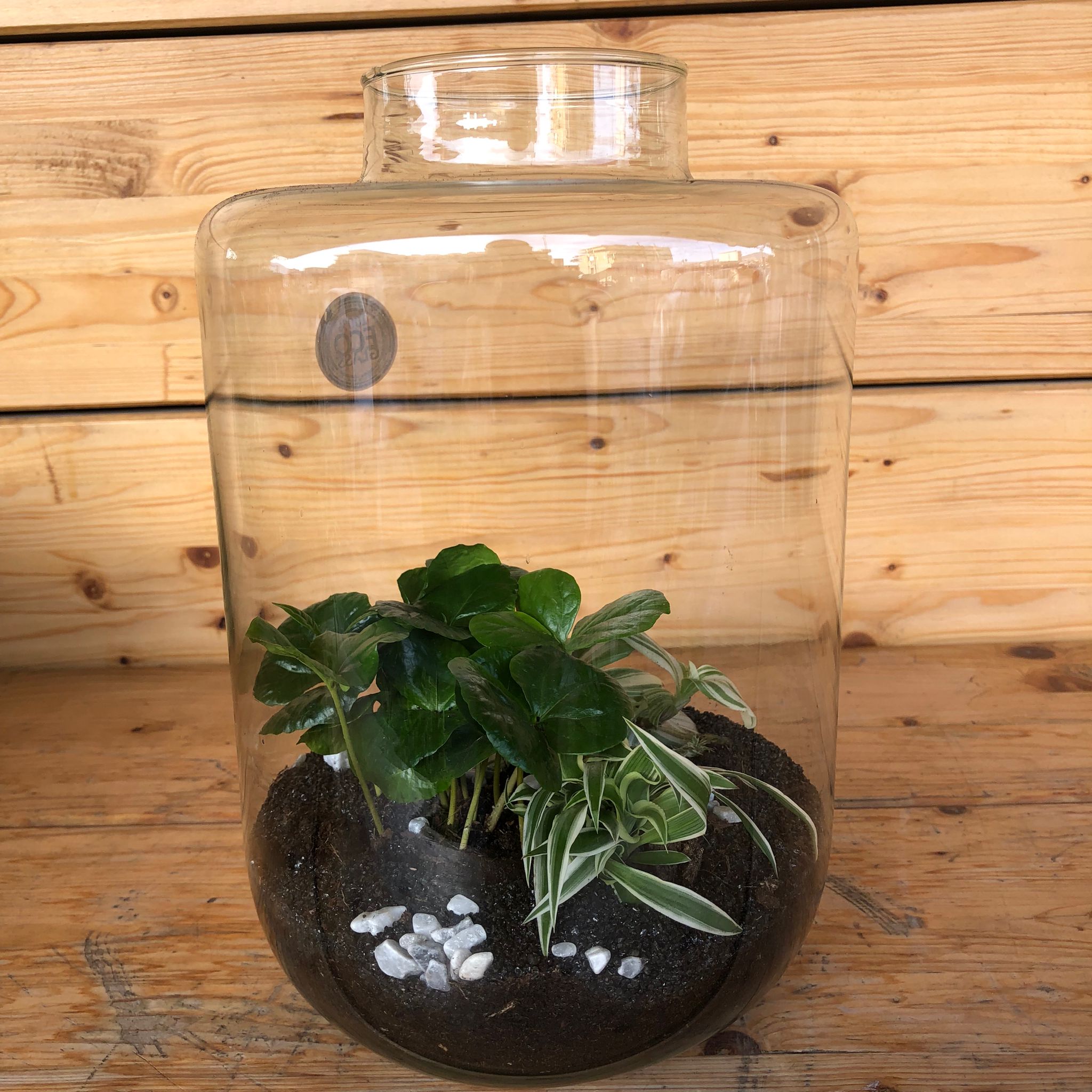 Terrarium_43092ffe-a10c-4cc2-91f7-cd633cba1578