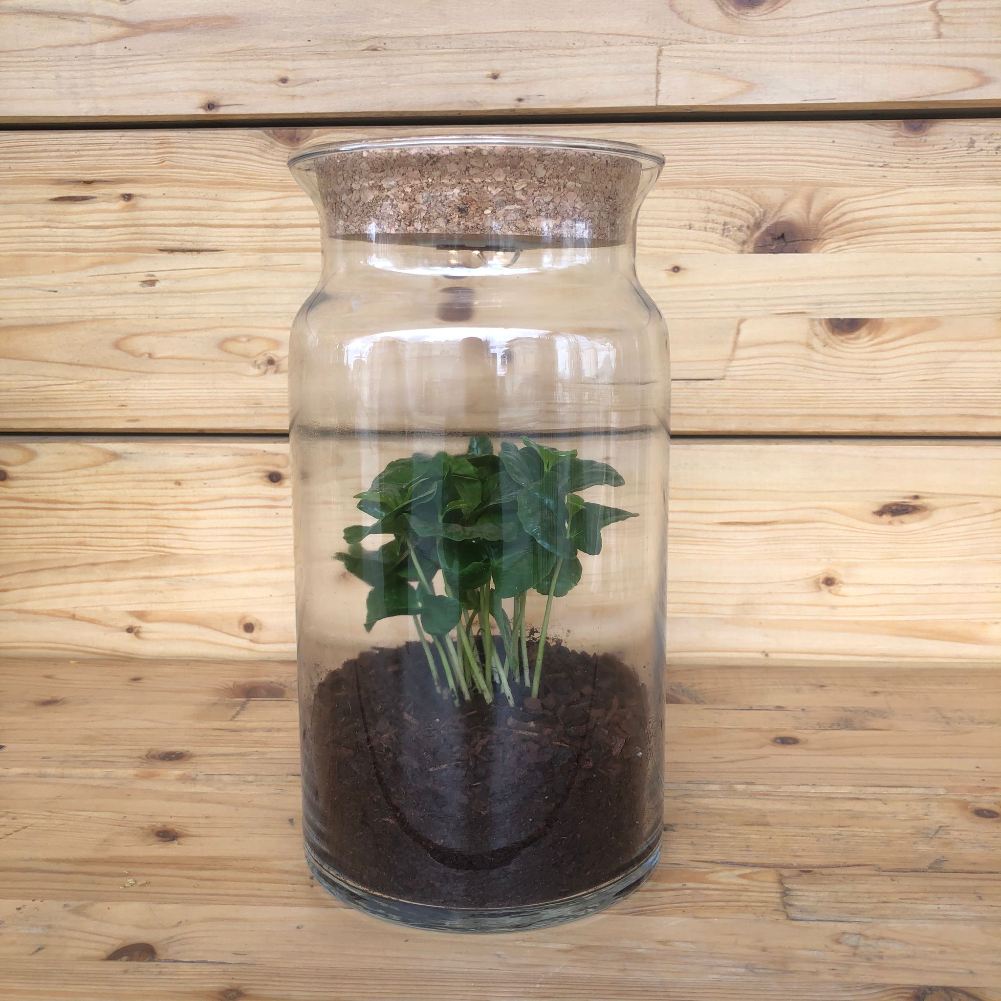 Terrariumcafe