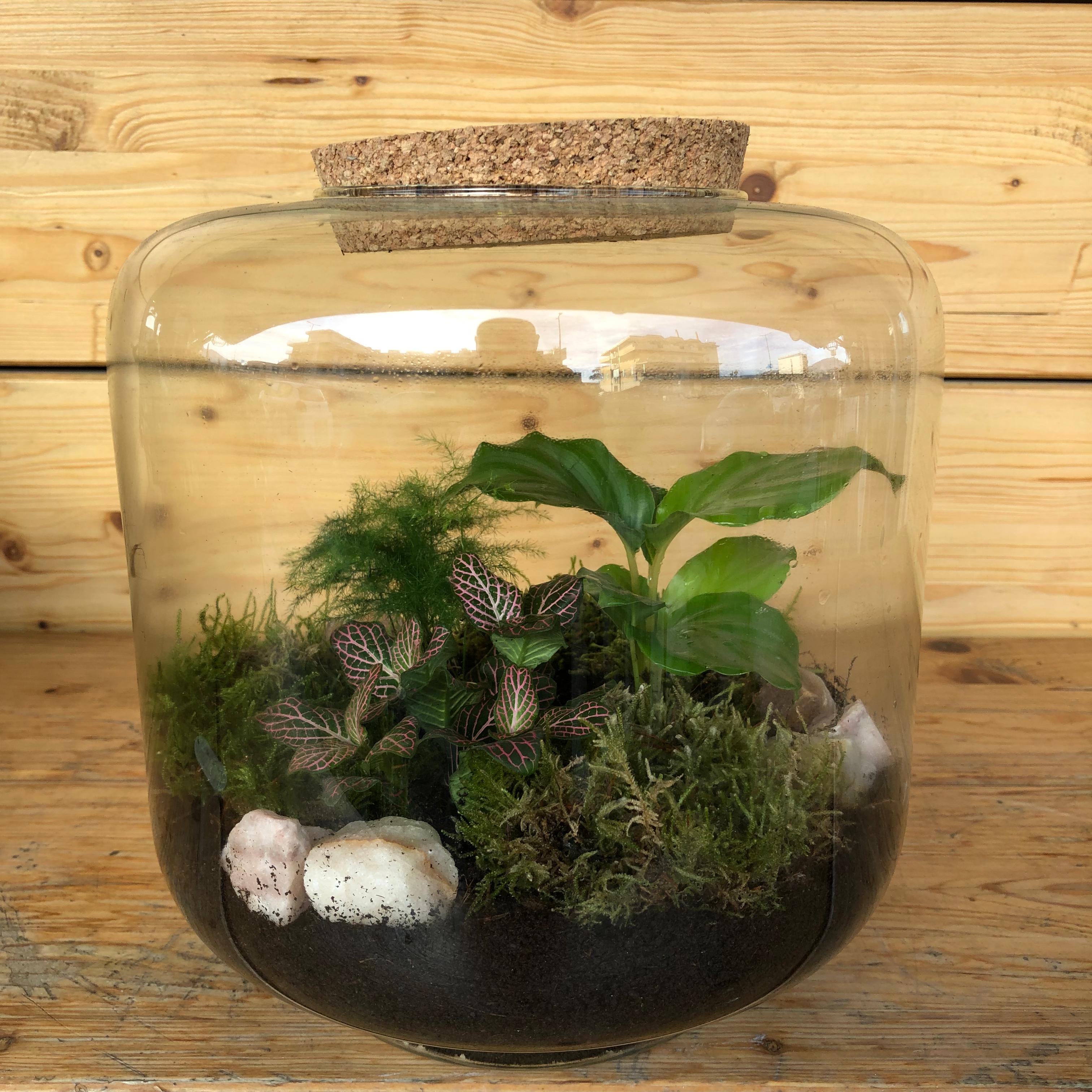Terrariummixpiantinemuschiolontano