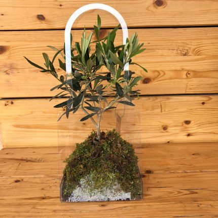 Bonsai ulivo in plexiglass