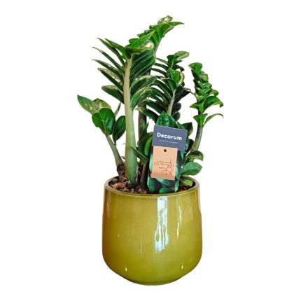 Zamia in vaso | Piante da interno