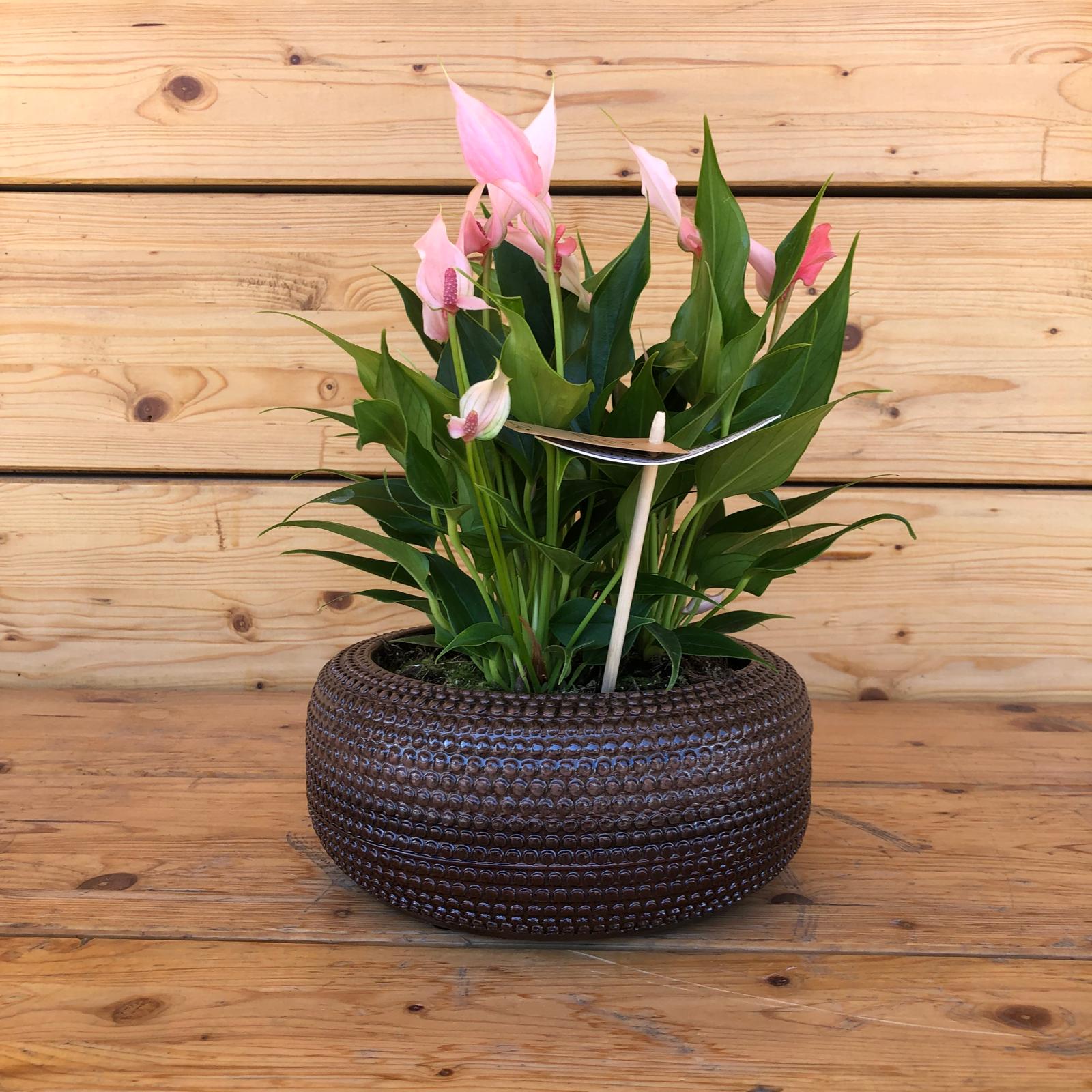 anthuriuminavasobasso