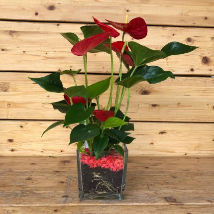 Anthurium in vetro