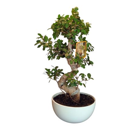 Bonsai big | Figus benjamin - L'Asso Dei Fiori