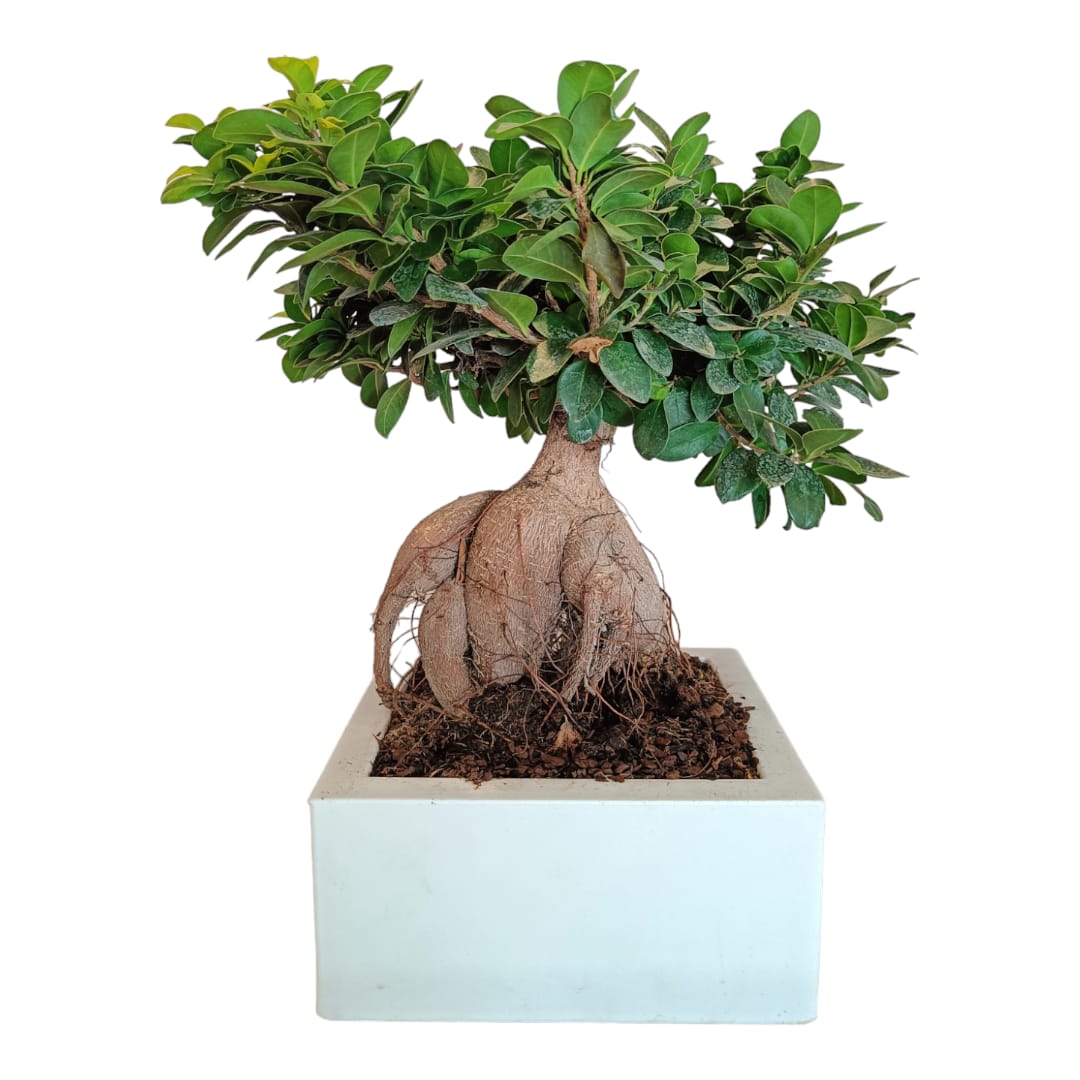 bonsai-big-quadrato-151632 Bonsai Big Quadrato | Figus benjamin - L'Asso Dei Fiori