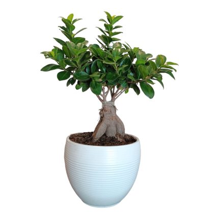 Bonsai Medium - L'Asso Dei Fiori