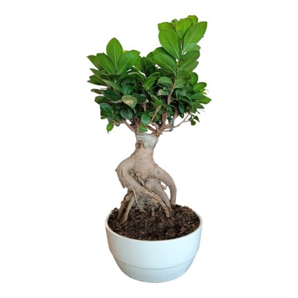 Bonsai small | Figus benjamin - L'Asso Dei Fiori