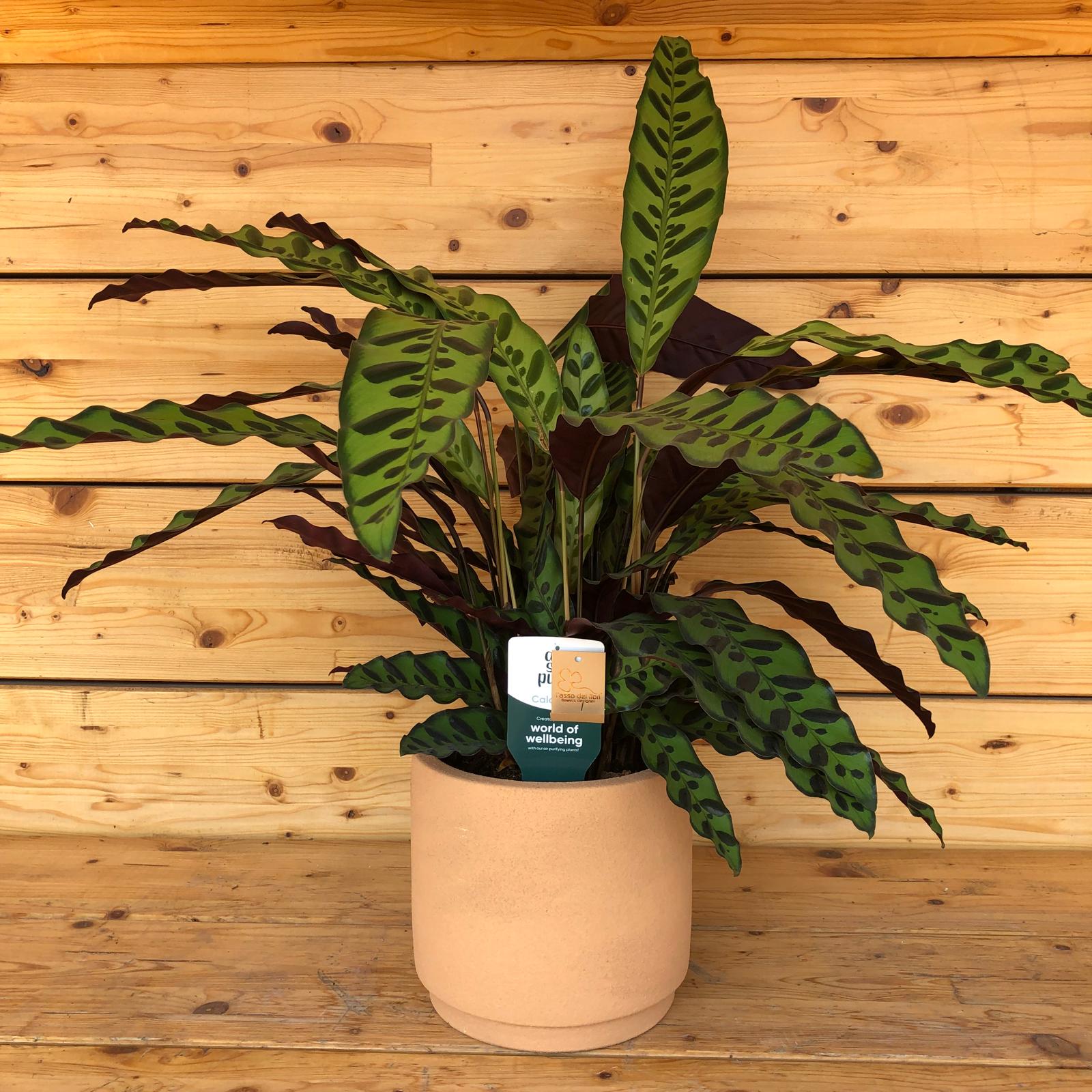 calateainvaso_4a7e82ae-1614-4eb2-9699-3da12686afac