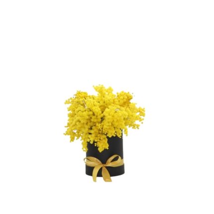 Cilindro con mimosa - L'Asso Dei Fiori