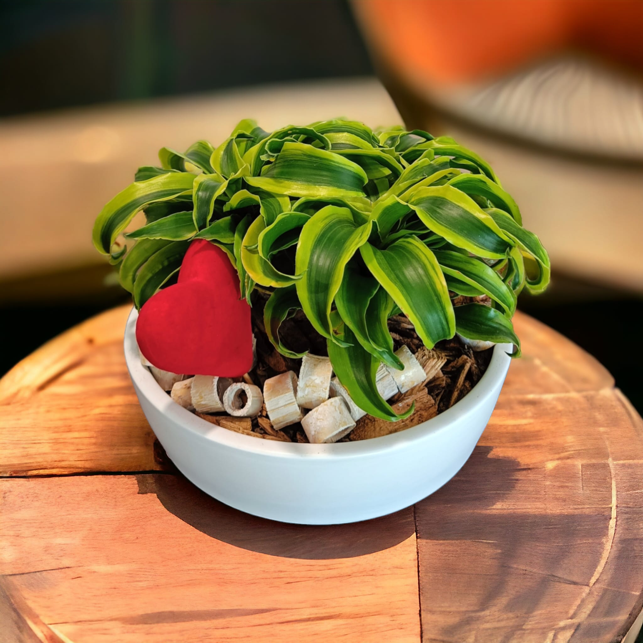 dracena-in-ciotola-709246-1 Dracena in ciotola | Piante da interni