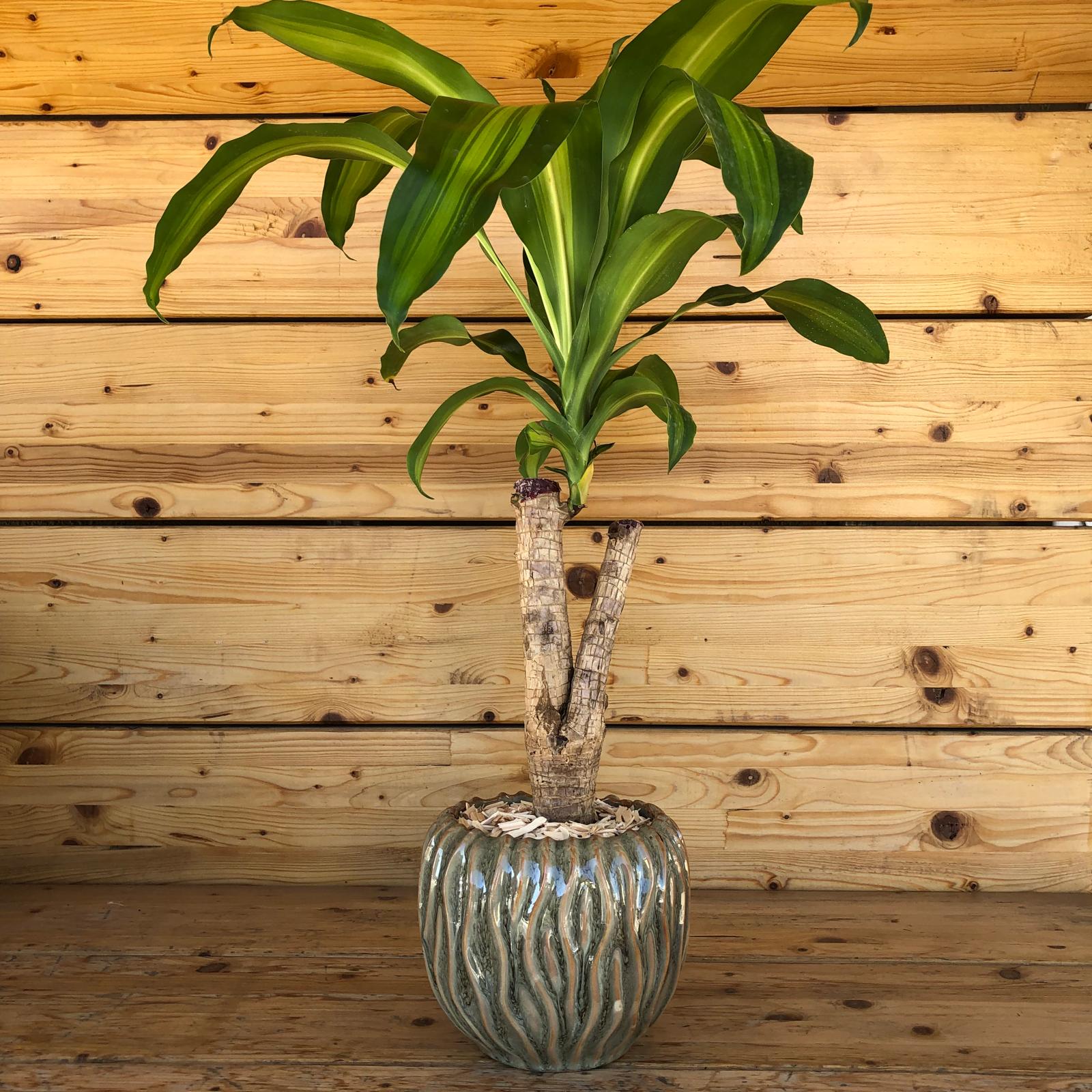 dracenaconvasovariegato-1