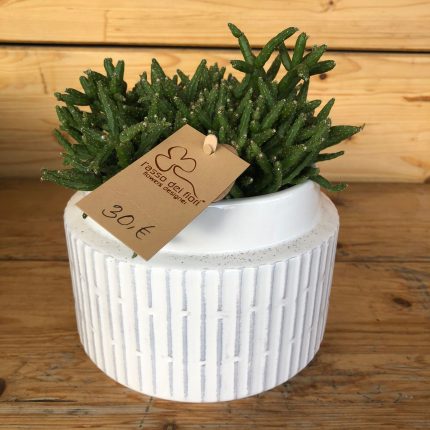 Rhipsalis in vaso basso