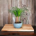 Mangiafumo - pianta da interni