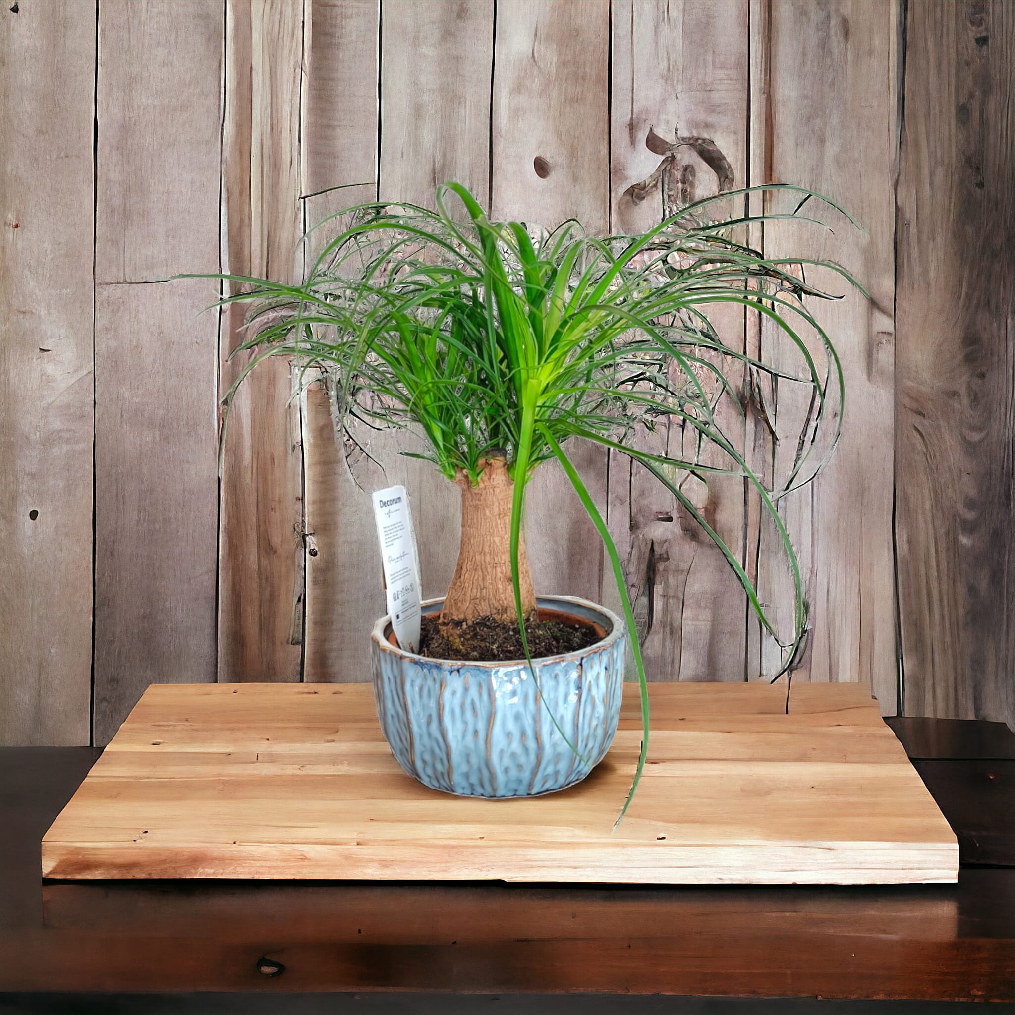 mangiafumo Mangiafumo - pianta da interni