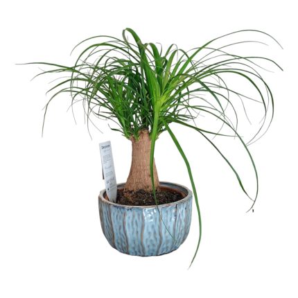 Mangiafumo - pianta da interni