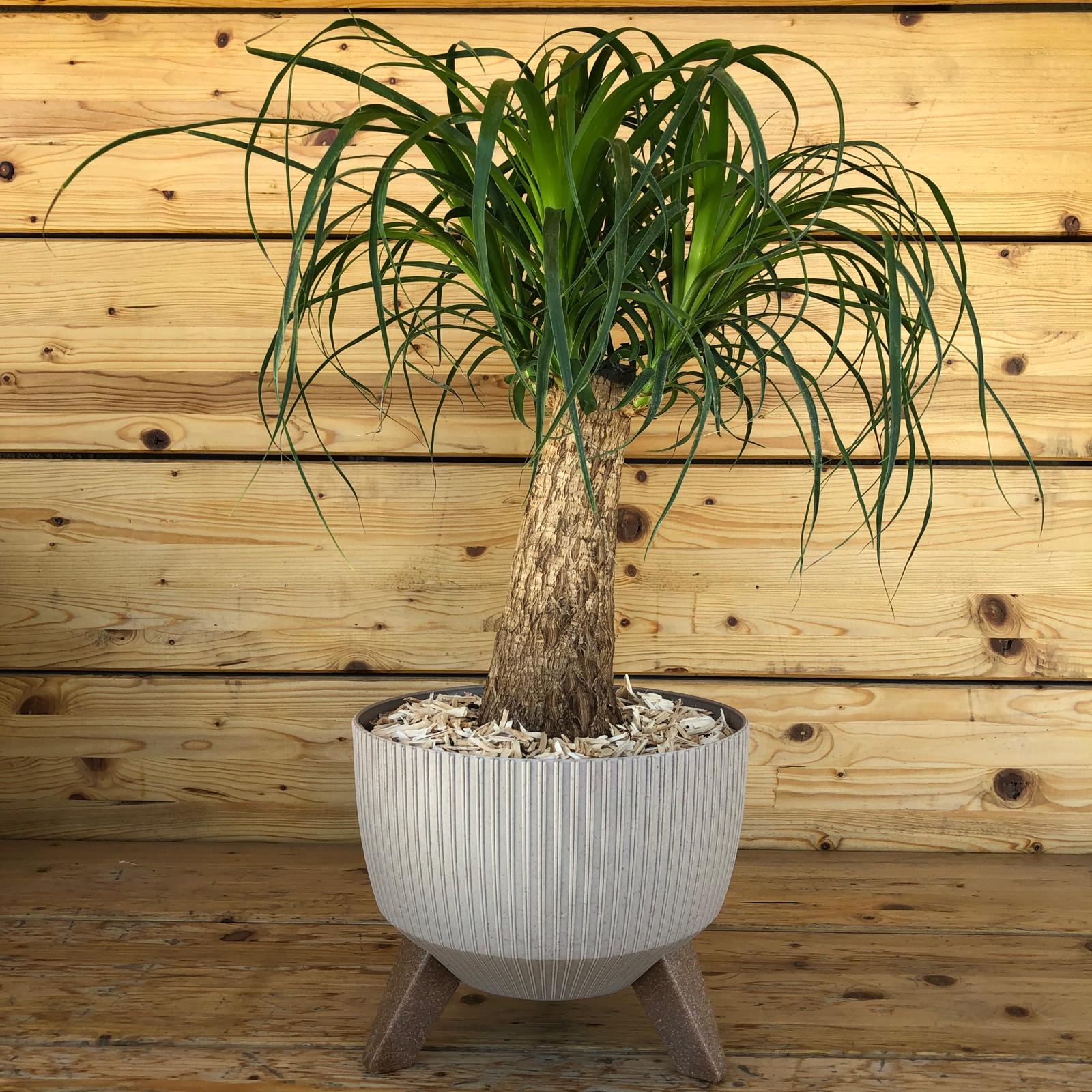 mangiafumo3piedi_c1a88541-ca2c-4d51-91c6-e898fb51f53a