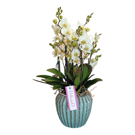 Orchidea in vaso | Piante da interni