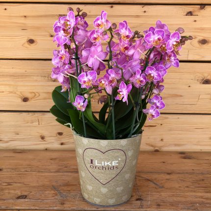 Phaelenopsis I like orchids small