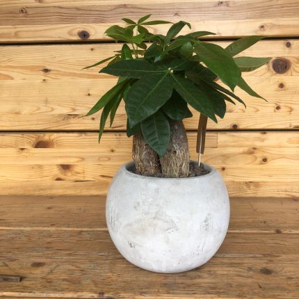 Pachira in vaso grigio