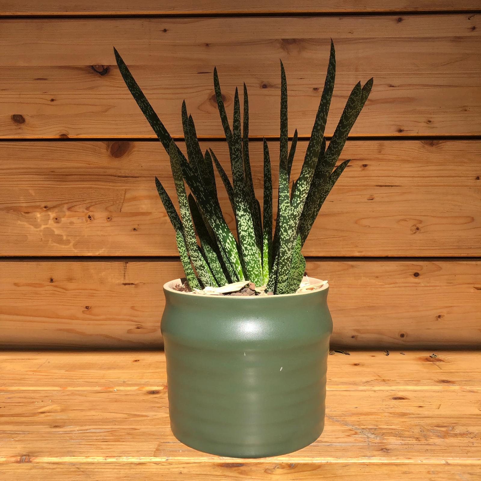 piantagrassainvasoverde