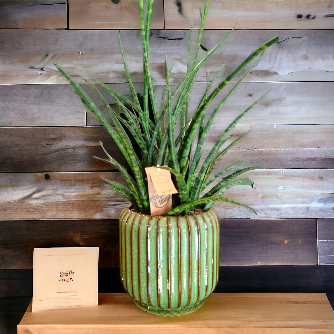 sansevieria Sanseviera - Pianta da interni