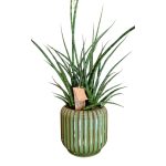 Sanseviera - Pianta da interni