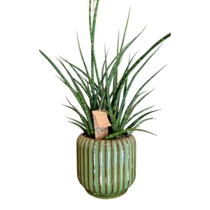 Sanseviera - Pianta da interni