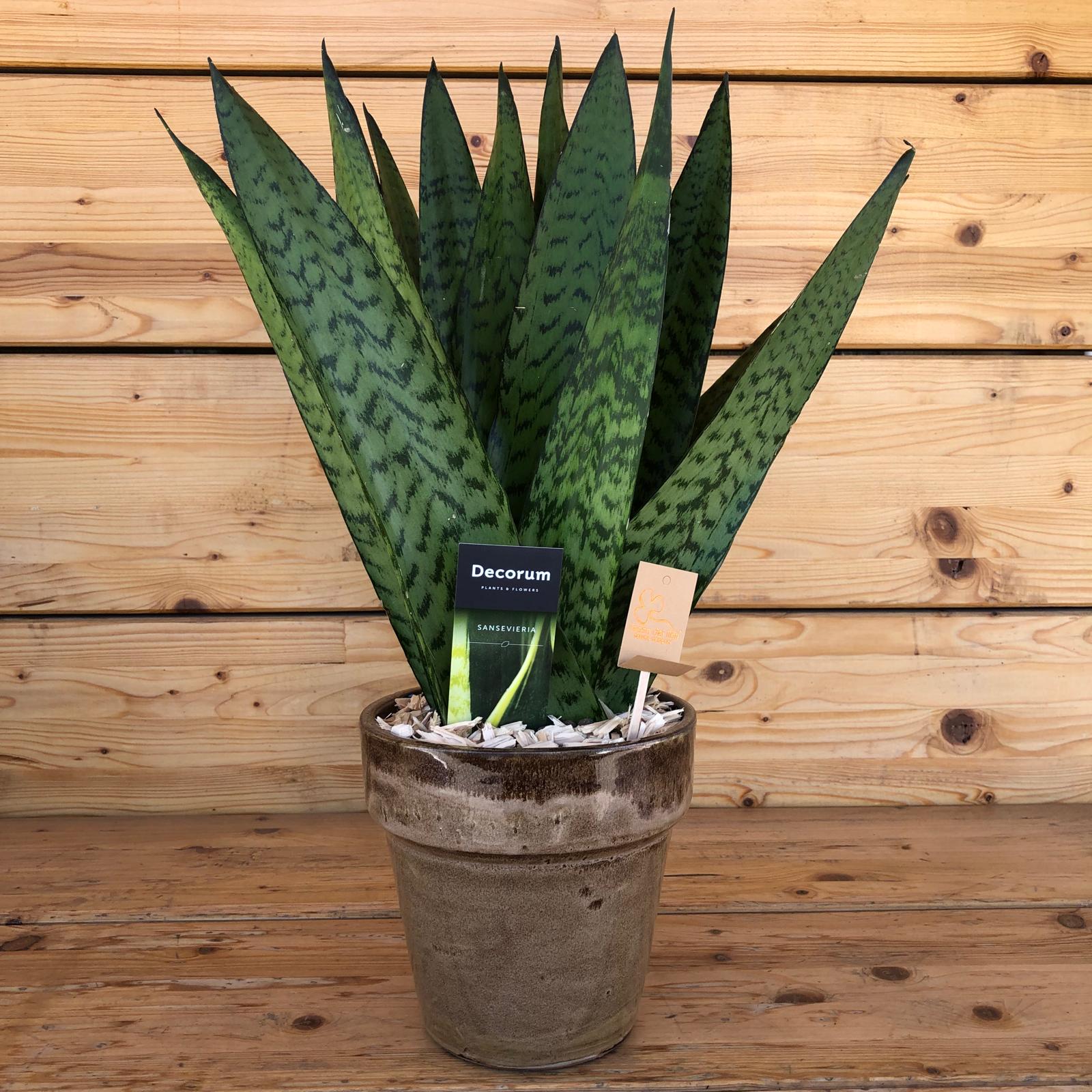 sansevieriaaventaglio_e5b73578-fc7c-44e5-aa12-db7bec3b2dc4