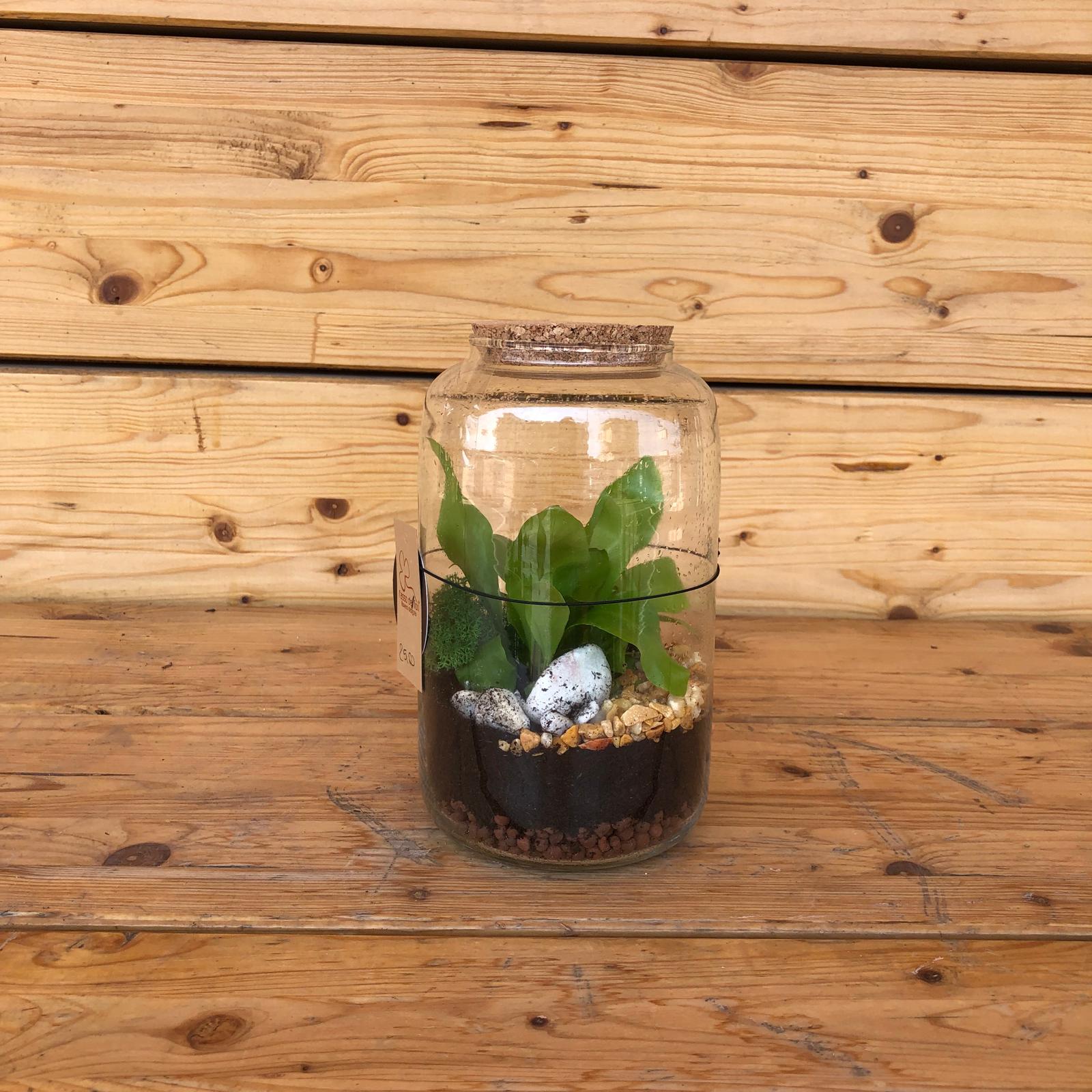 terrarium25