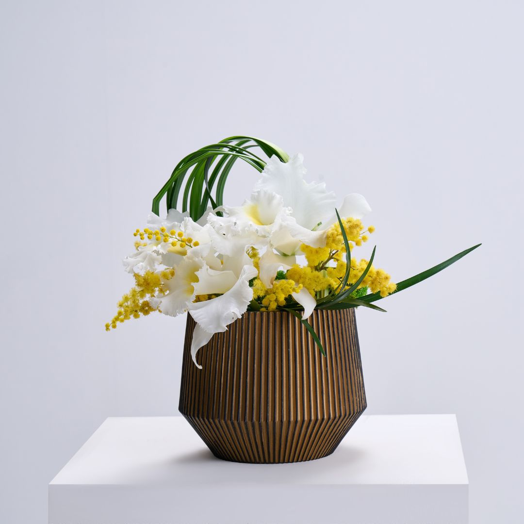 vasoconmimosaecatlea