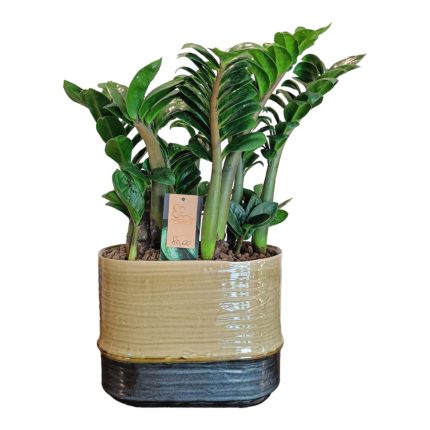 Zamia in vaso bicolore | Pianta da interni