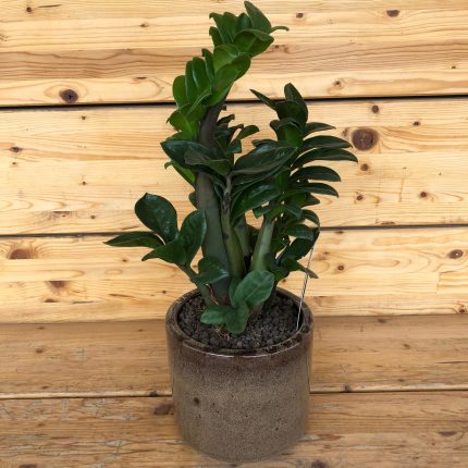 Zamia vaso brown