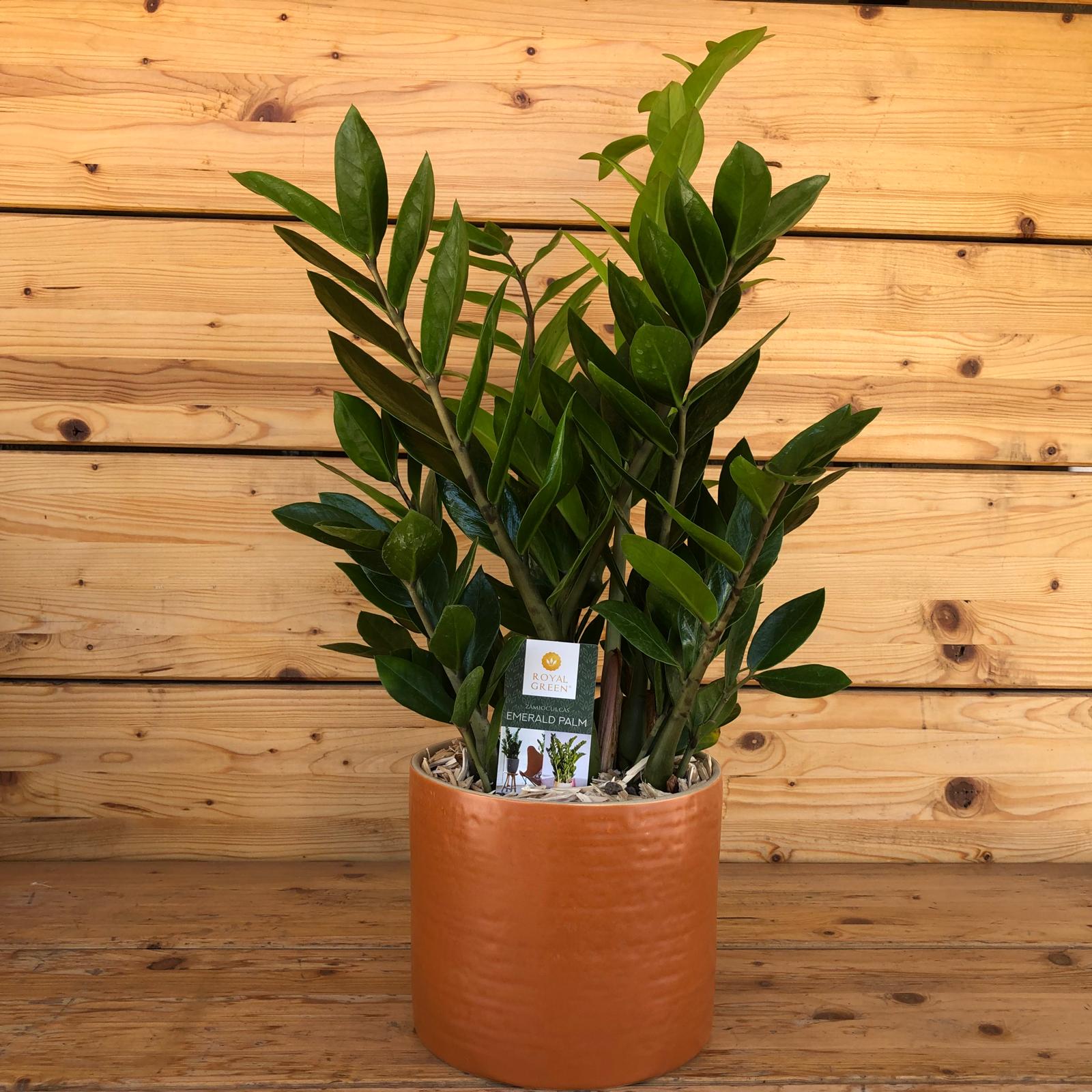 zamiavasoarancio_37795d9a-bb3a-49d0-8eeb-a7fad5dc658f