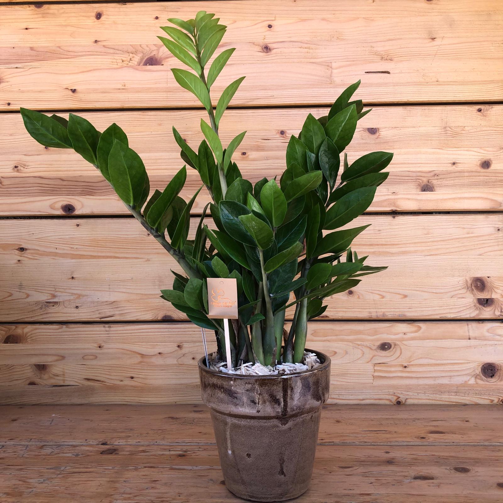 zamiavasoscuro_c56cd18b-5035-4f2d-b0a4-ed577572ad1e