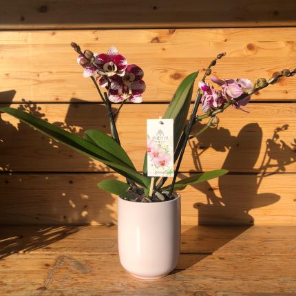 Phalaenopsis porcellana