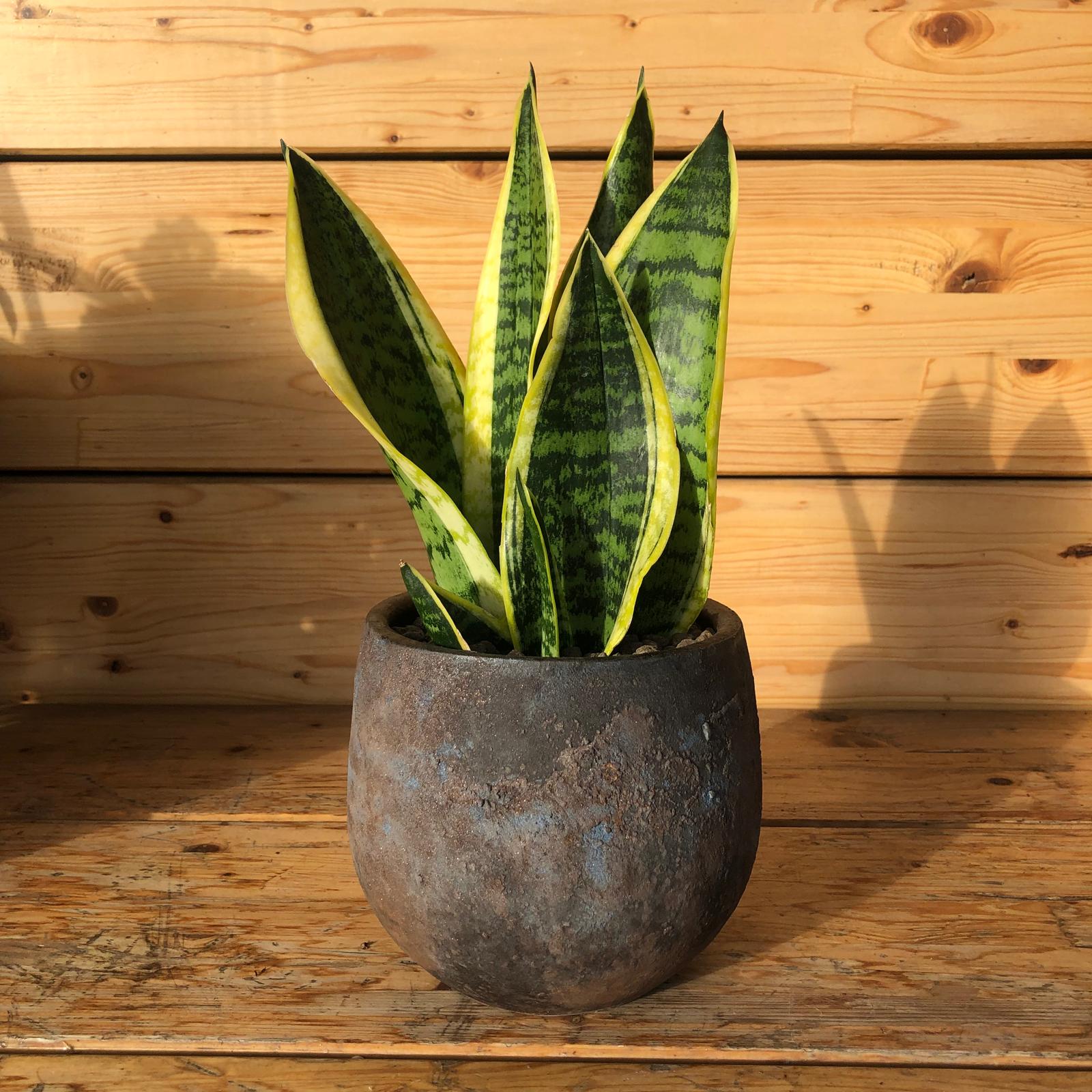 sanseviera in vaso marrone