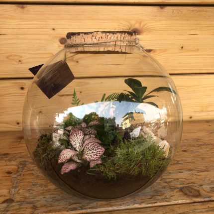 Terrarium Cremo