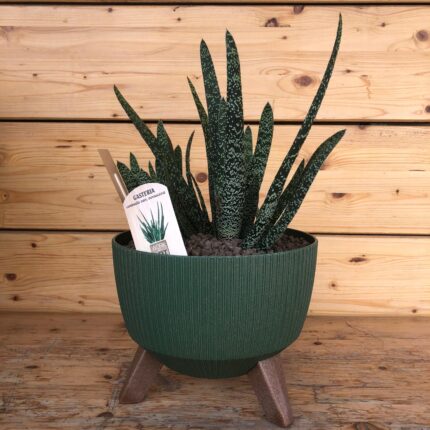 Gasteria