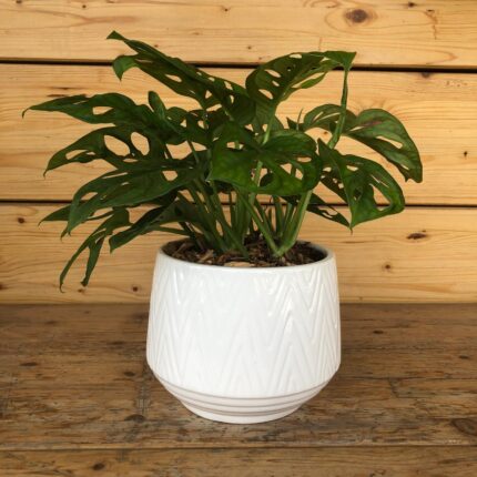 Monstera Adansonii
