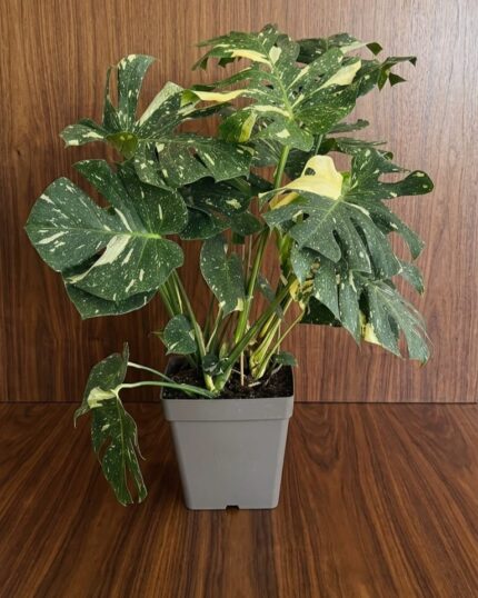 Monstera Deliciosa Variegata “Cream Splash”