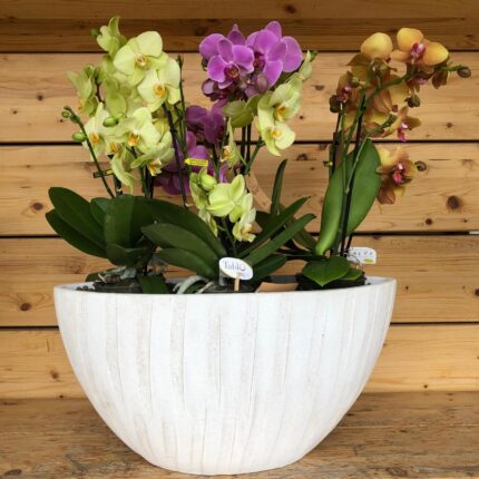 Composizione di Orchidee Color Symphony
