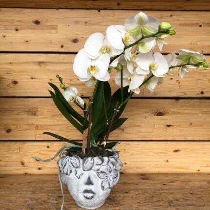 Orchidea Phalaenopsis in vaso scultura Muse
