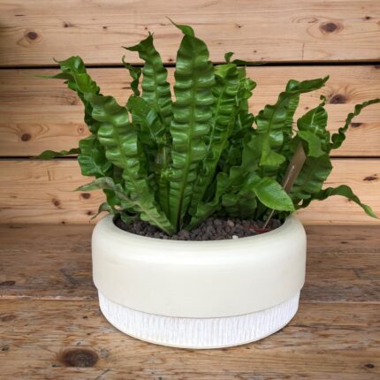 Asplenium Nidus Wave Fern