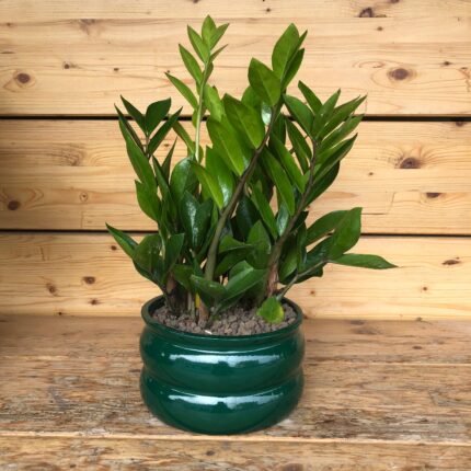 Zamia in vaso green