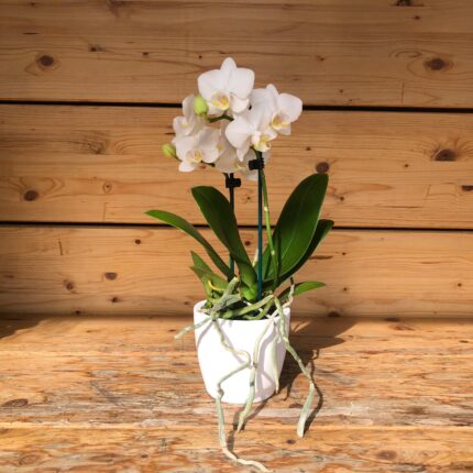 Orchidea Phalaenopsis Small