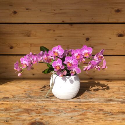 Orchidea Phalaenopsis bassa